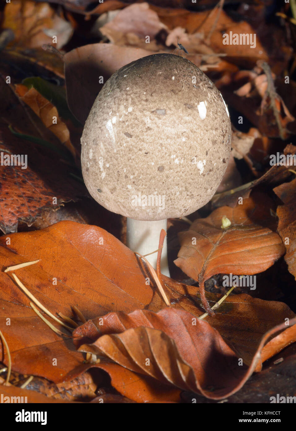 Agaricus moelleri - Inky Mushroom or Grey Stainer  New cap Stock Photo