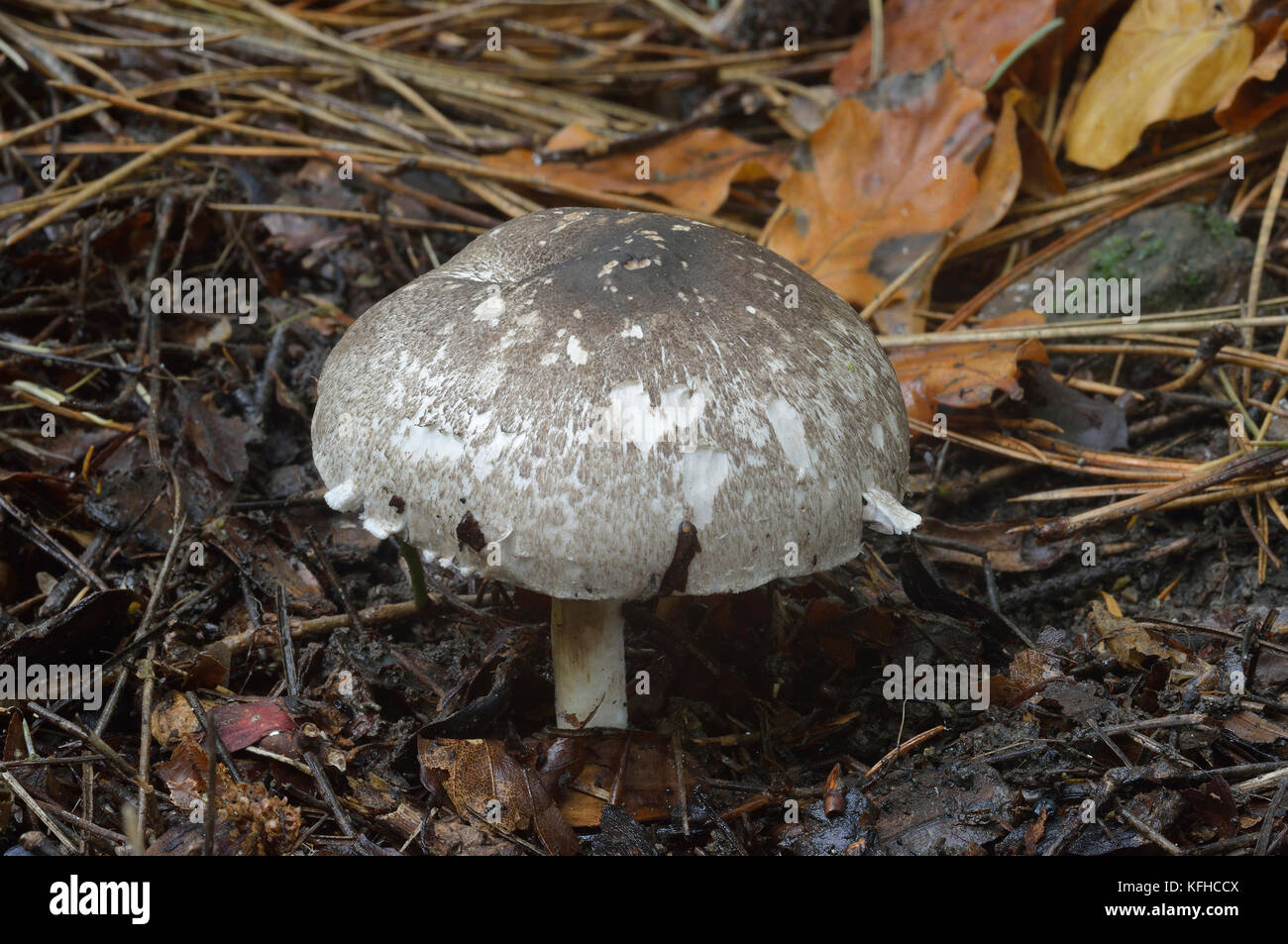 Agaricus moelleri - Inky Mushroom or Grey Stainer Stock Photo