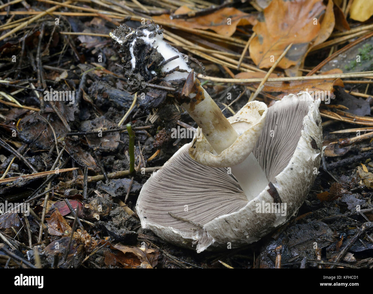 Agaricus moelleri - Inky Mushroom or Grey Stainer  Underside showing Gills & Ring Stock Photo