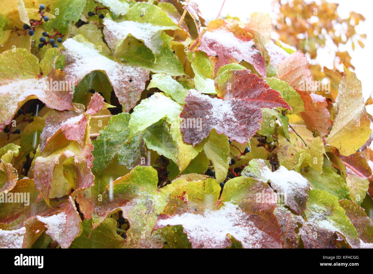 Wilder wein hires stock photography and images Alamy