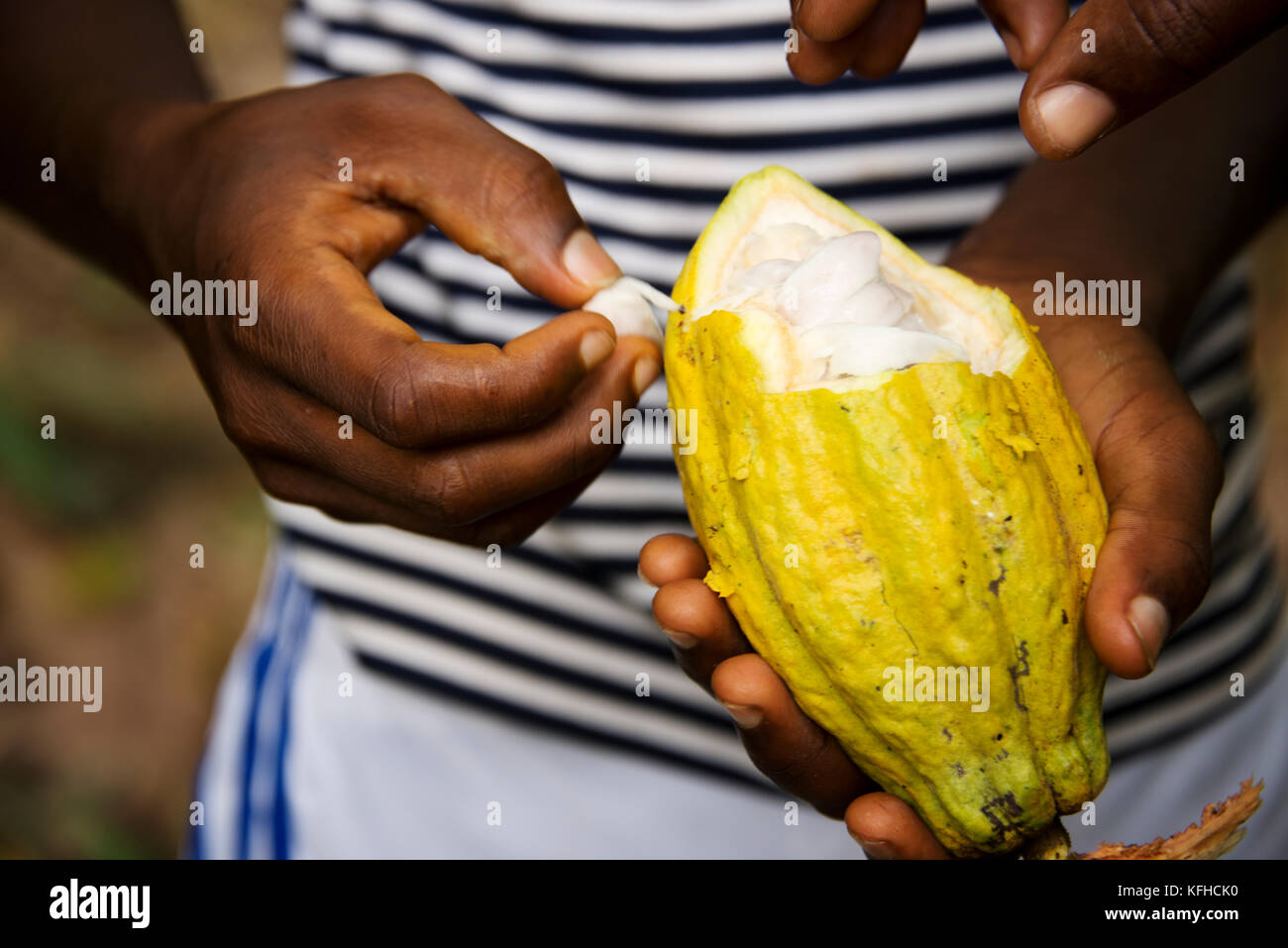 Cocoa plant hires stock photography and images Alamy