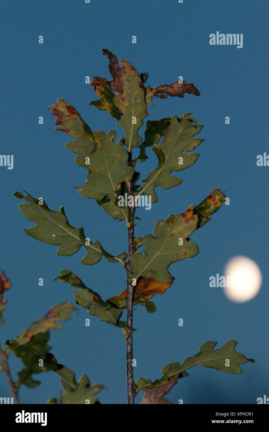 Oak leaves at night Stock Photo - Alamy