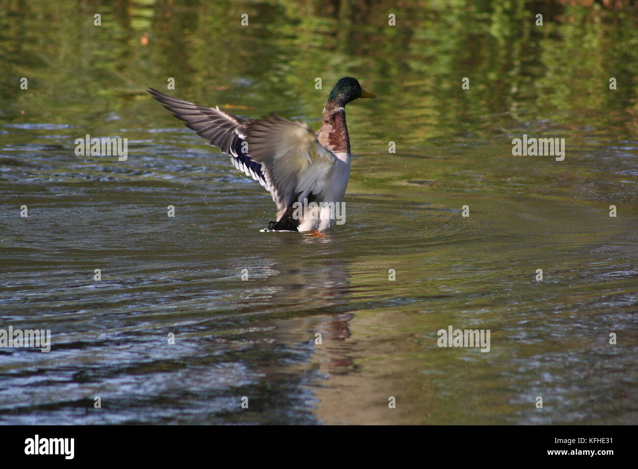 Ente beim Landeanflug auf dem Wasser mit Bauchlandung Stock Photo