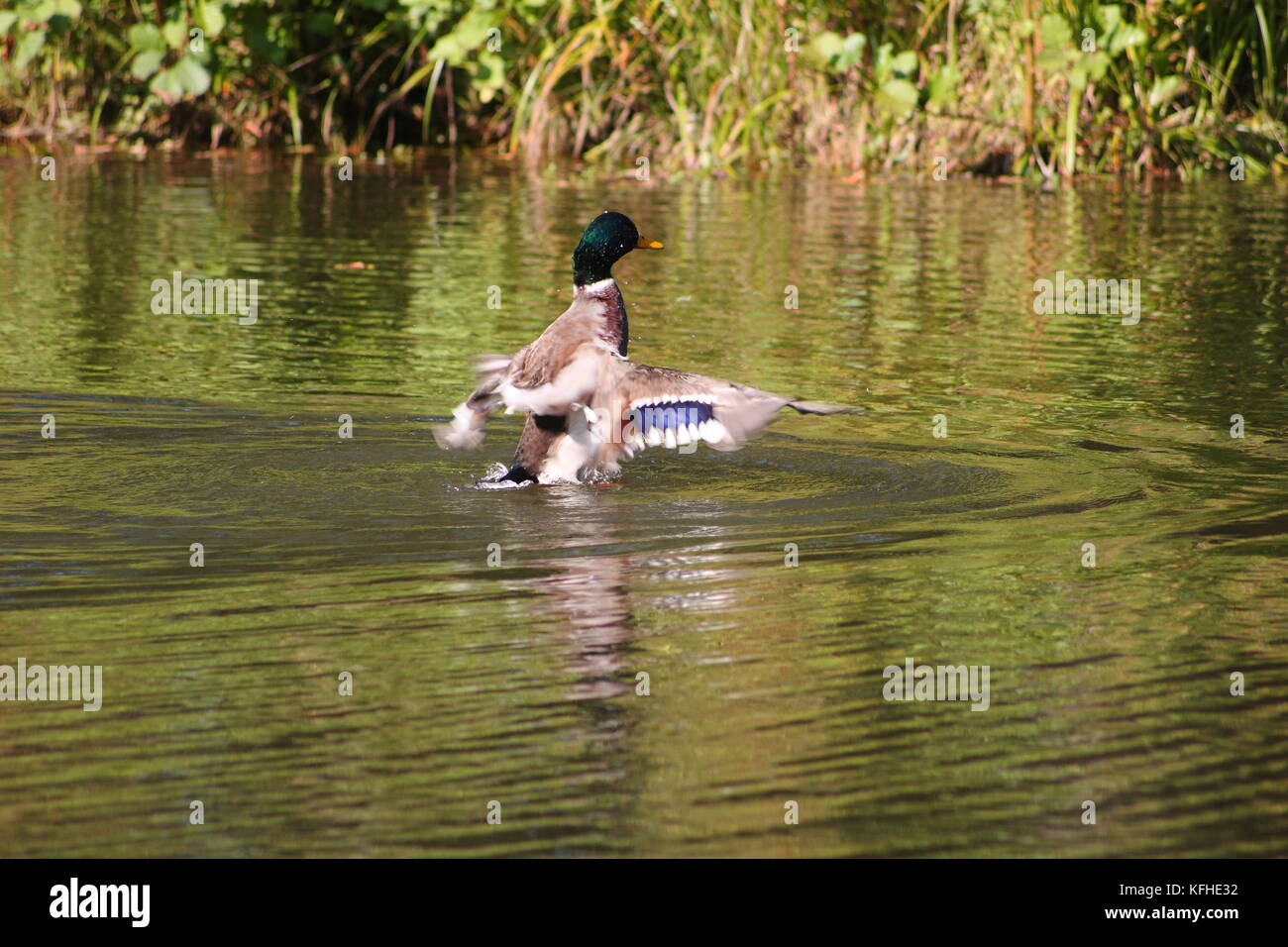 Ente beim Landeanflug auf dem Wasser mit Bauchlandung Stock Photo