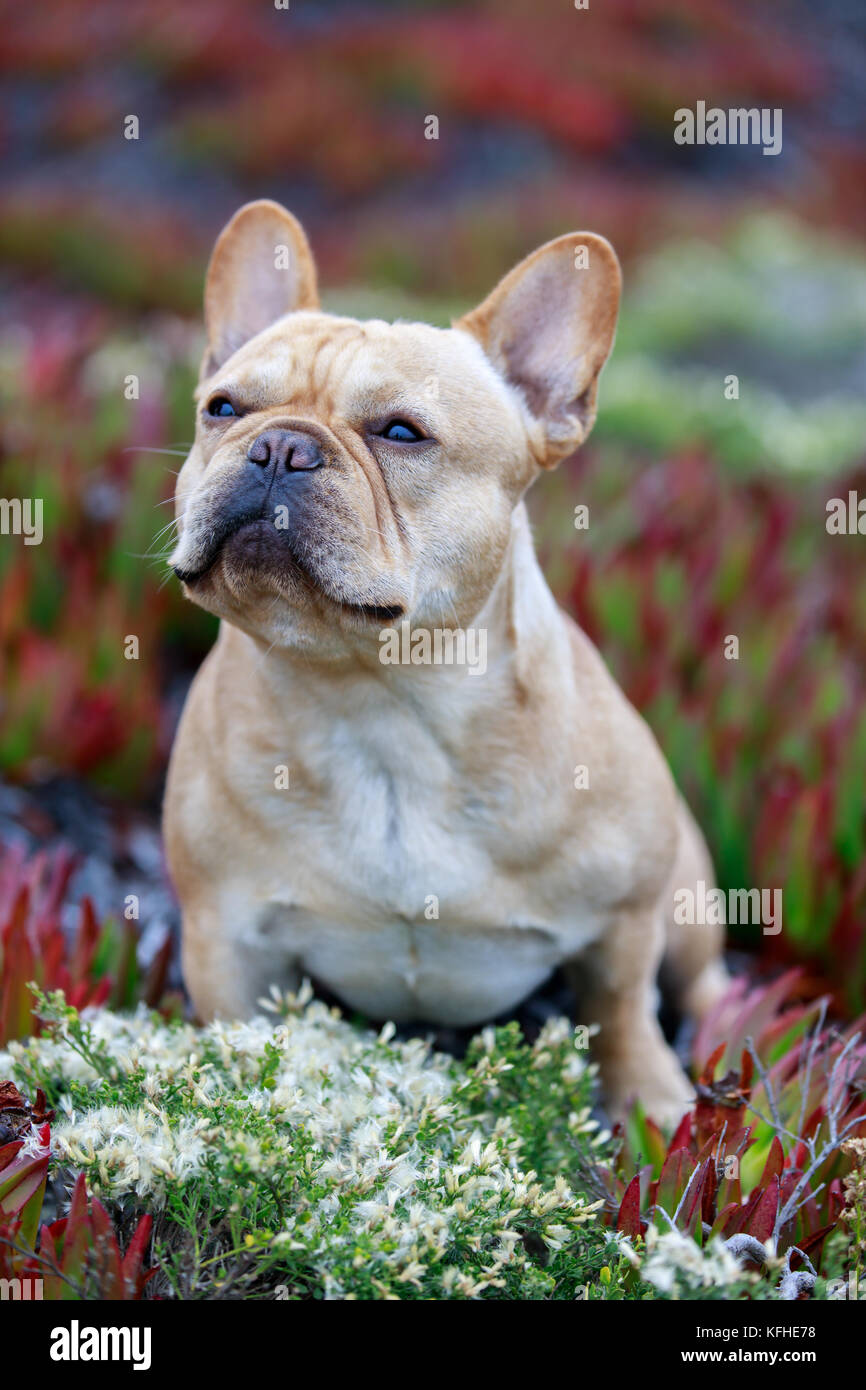 Tan French Bulldog Male Portrait. Stock Photo