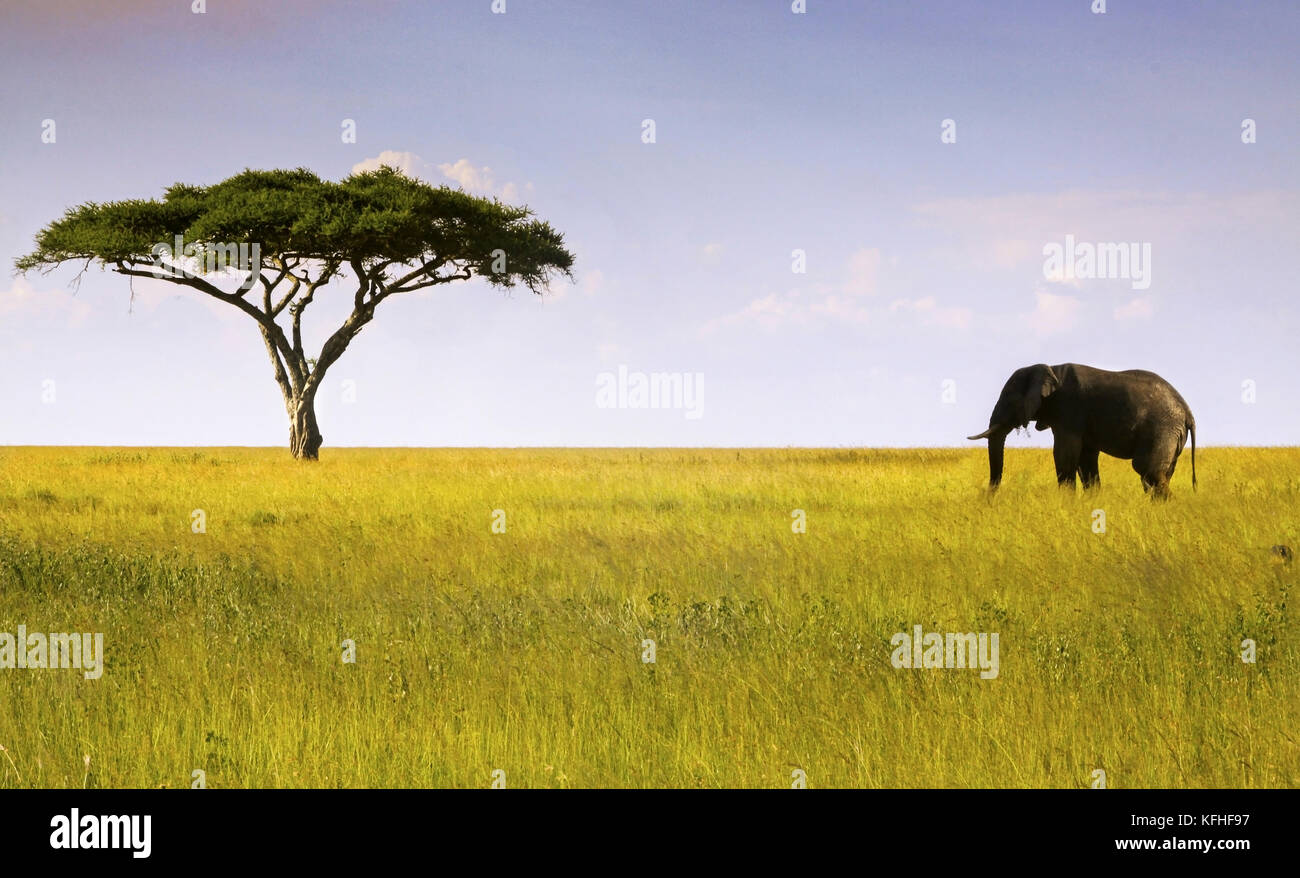 Single African Elephant and Isolated Acacia Tree Landscape in Serengeti National Park, a Unesco World Heritage Site in Tanzania, Africa Stock Photo