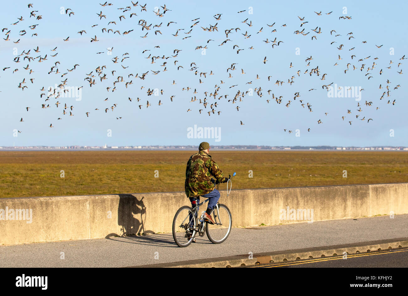 Ribble Marsh, Lancashire, UK. 29th October, 2017. Cold northerly winds bring huge Migration flocks of geese from northerly climes. The arrival of thousands of the pink-footed geese signals the start of the migration season. The UK provides the perfect sheltered conditions for birds to find a winter sanctuary.  The geese will stay in this area for as long as they have a food source which is often grain on local fields.  Credit. MediaWorldImages/Alamy Live News Stock Photo