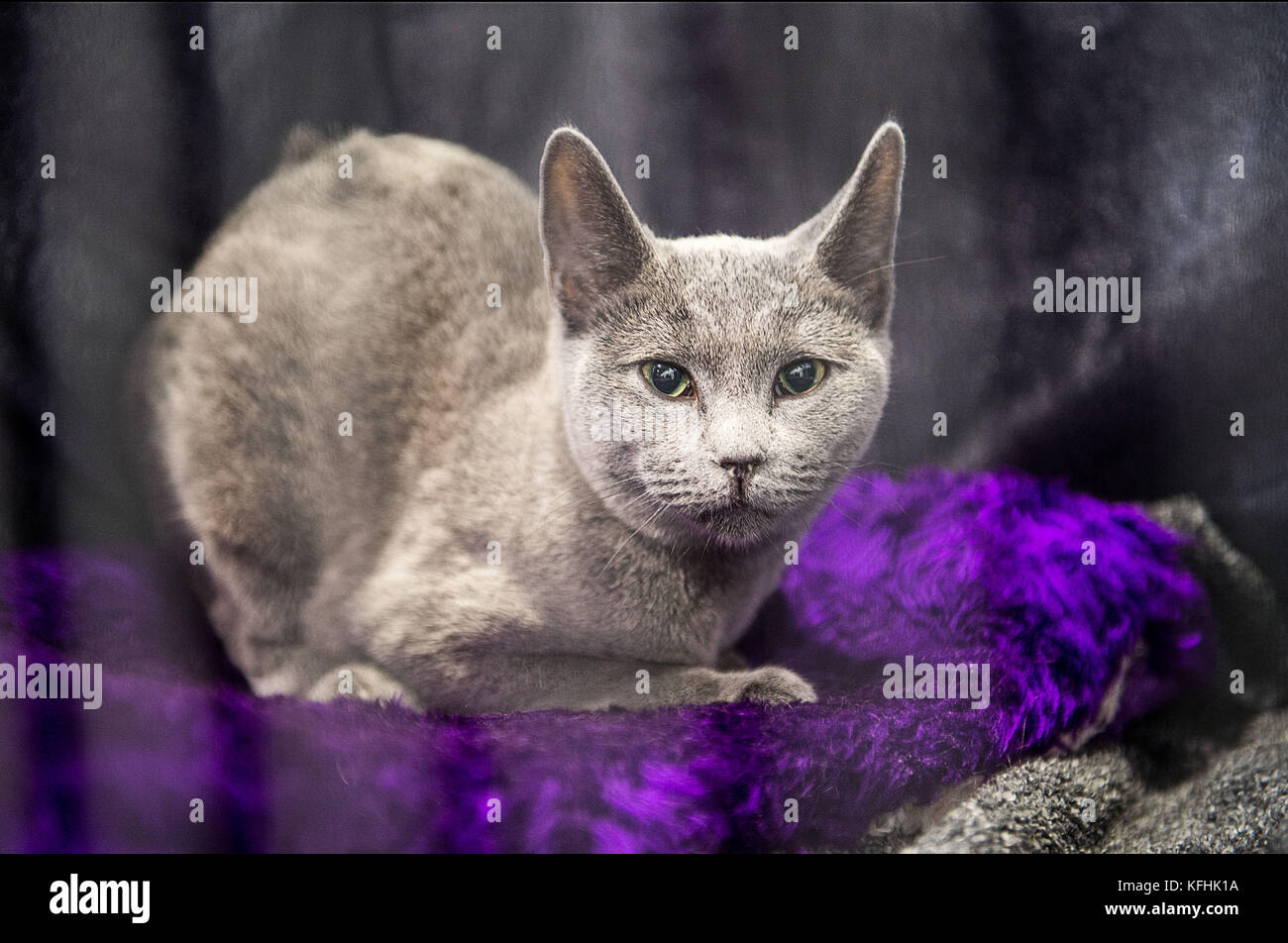 45 different breeds of cats 661 pedigree cats and 70 hires stock photography and images Alamy