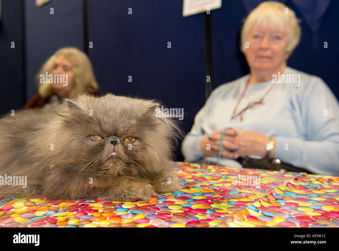 Birmingham, UK. 28th October, 2017. 45 different breeds of cats 661 Pedigree cats and 70 none pedigree cats were on show today  at the 41ST GCCF SUPREME CAT SHOW.Held at the National Exhibition Centre Birmingham Saturday 28th October 2017 NOTE TO DESKS:  All images remain  copyright.  Photo Credit: Rob Leyland/Alamy Live News Stock Photo