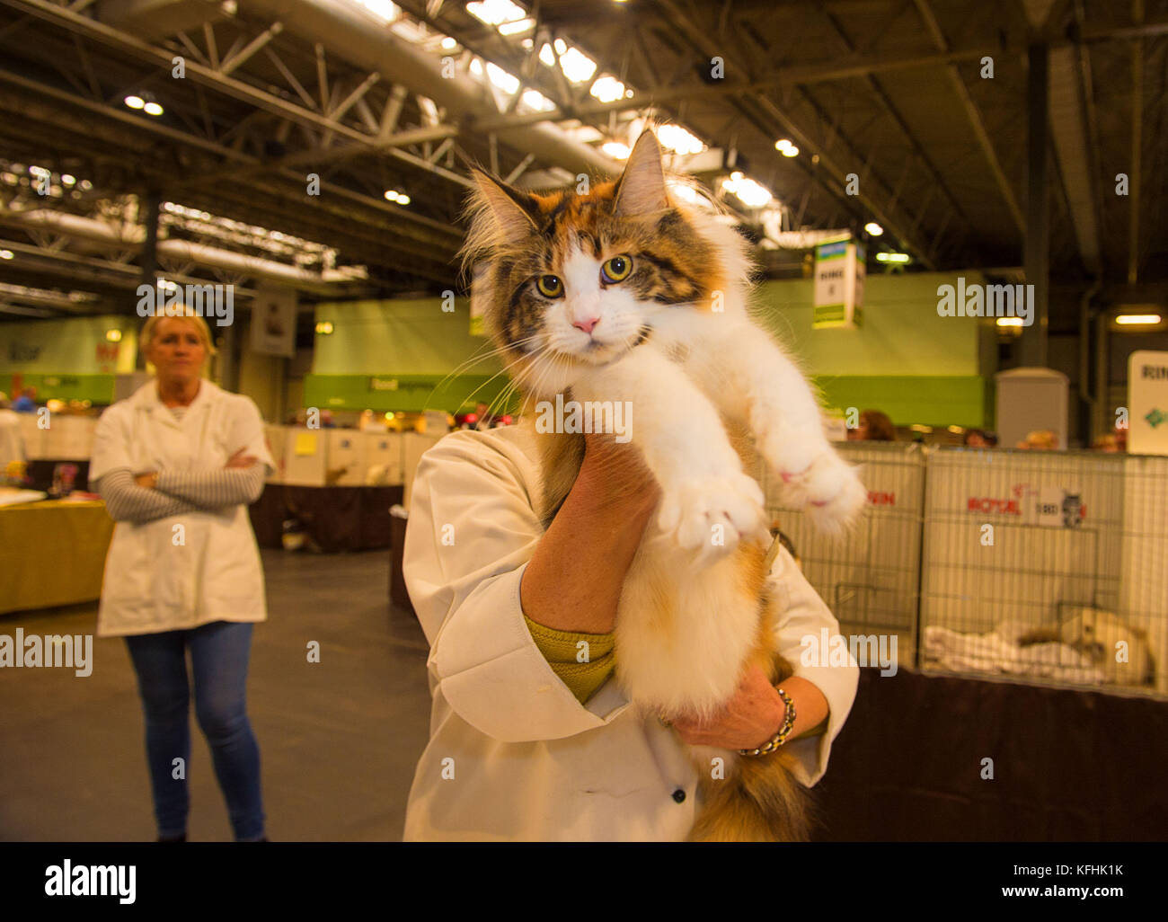 45 different breeds of cats 661 pedigree cats and 70 hires stock photography and images Alamy