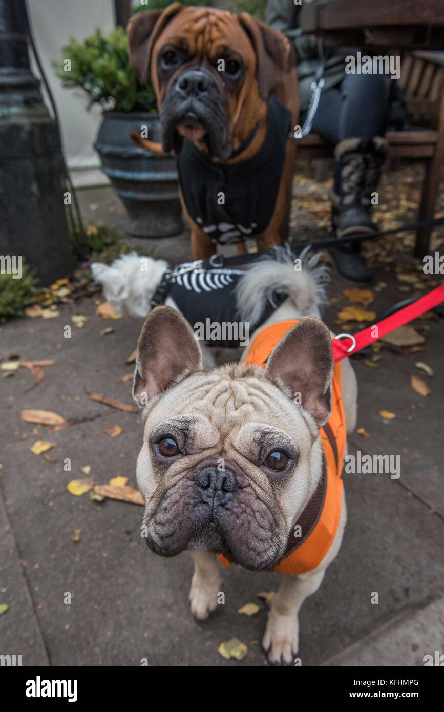 Hampstead Heath, London, UK. 29th Oct, 2017. Lizzy the pug - A charity Halloween dog walk and Fancy Dress Show organised by All Dogs Matter at the Spaniards Inn, Hampstead. London 29 Oct 2017. Credit: Guy Bell/Alamy Live News Stock Photo