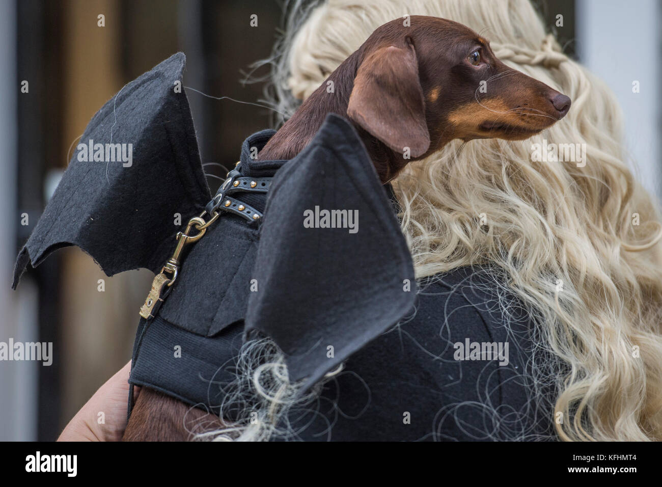 Hampstead Heath, London, UK. 29th Oct, 2017. Cyril the Dachshund - A charity Halloween dog walk and Fancy Dress Show organised by All Dogs Matter at the Spaniards Inn, Hampstead. London 29 Oct 2017. Credit: Guy Bell/Alamy Live News Stock Photo