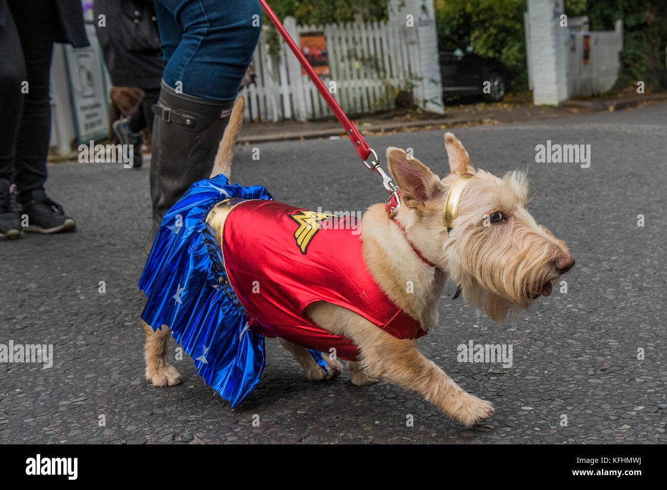 Hampstead Heath, London, UK. 29th Oct, 2017. A charity Halloween dog walk and Fancy Dress Show organised by All Dogs Matter at the Spaniards Inn, Hampstead. London 29 Oct 2017. Credit: Guy Bell/Alamy Live News Stock Photo