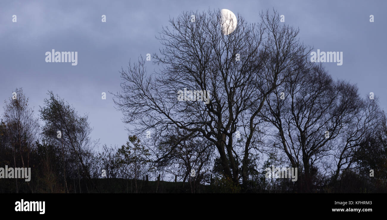 Waxing Quarter Moon rising through the trees Stock Photo