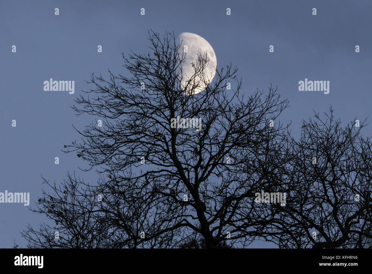 Waxing Quarter Moon rising through the trees Stock Photo
