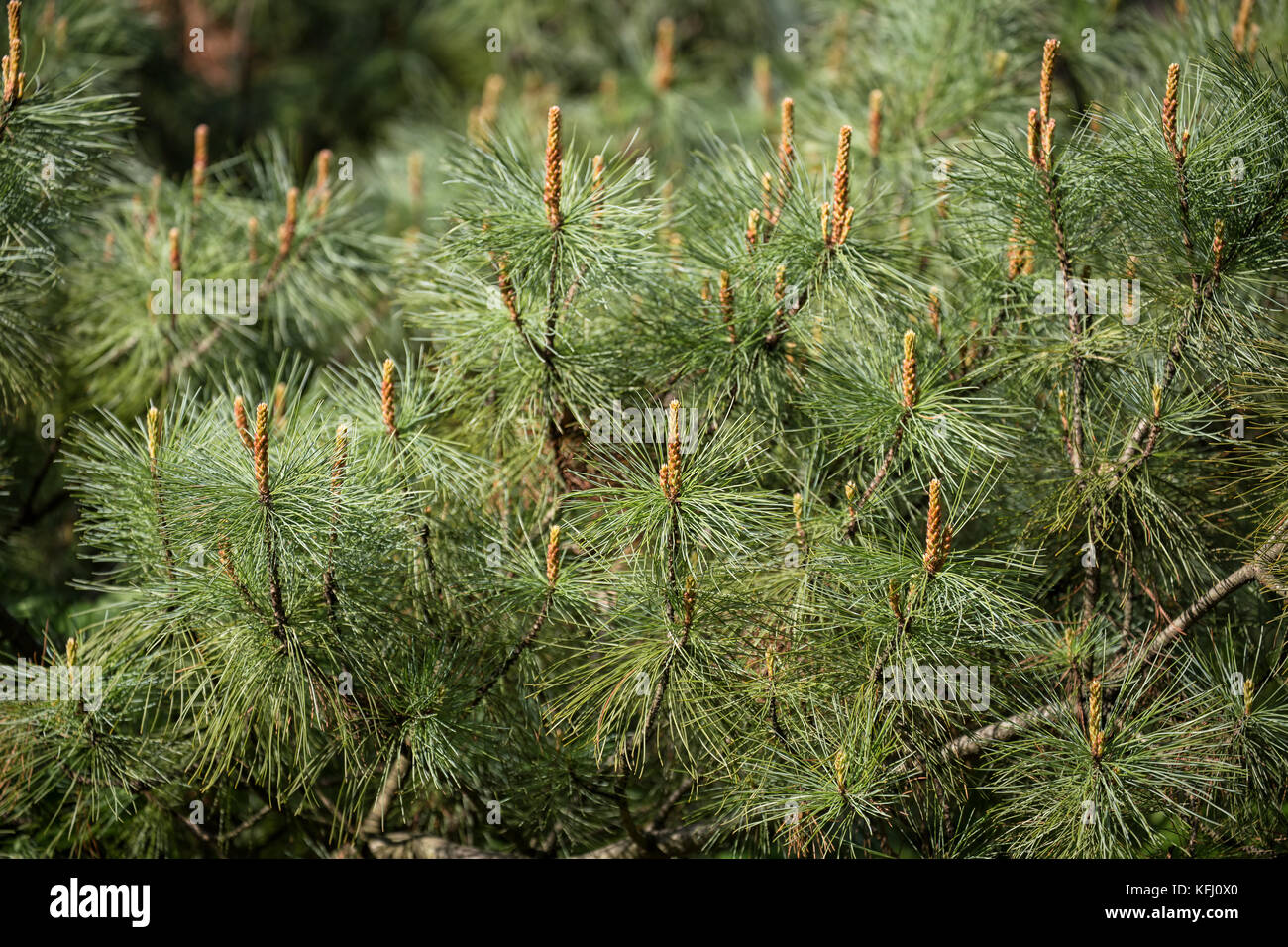 Siberian dwarf pine (Pinus pumila) with young shoots in spring Stock Photo