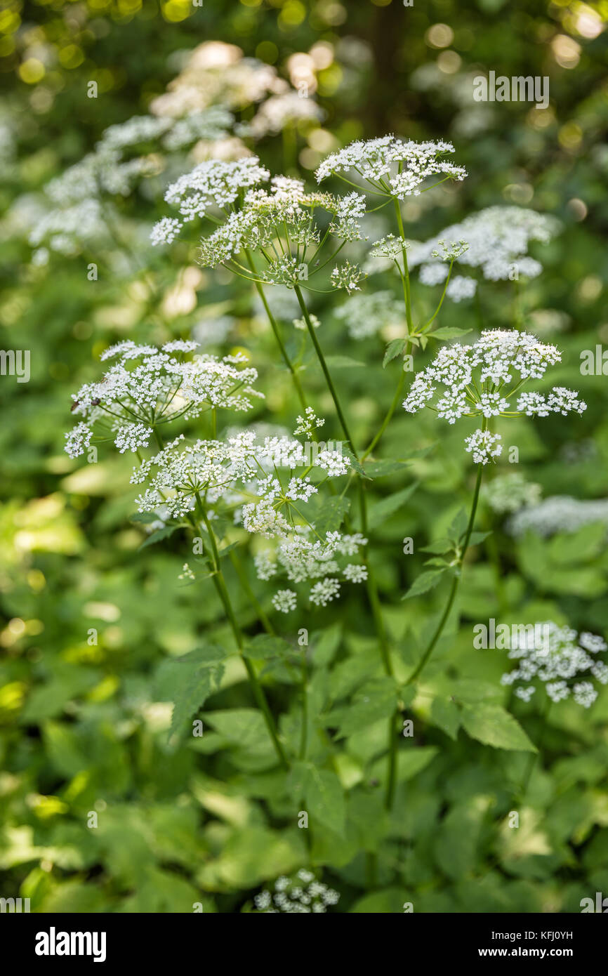 Aegopodium podagraria. Inflorescence close-up against a background of leaves Stock Photo