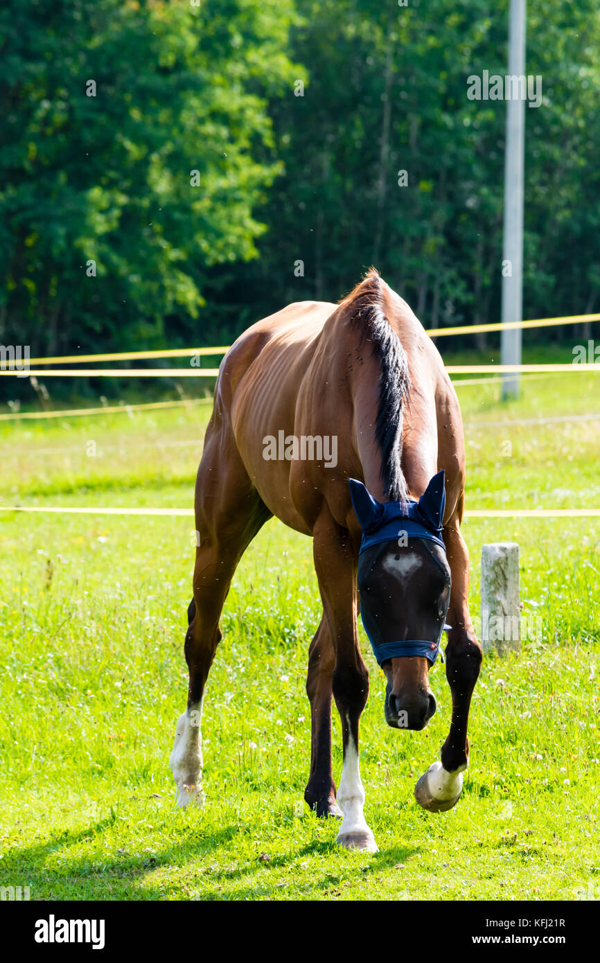 Beautiful brown horse running in pasture Stock Photo Alamy