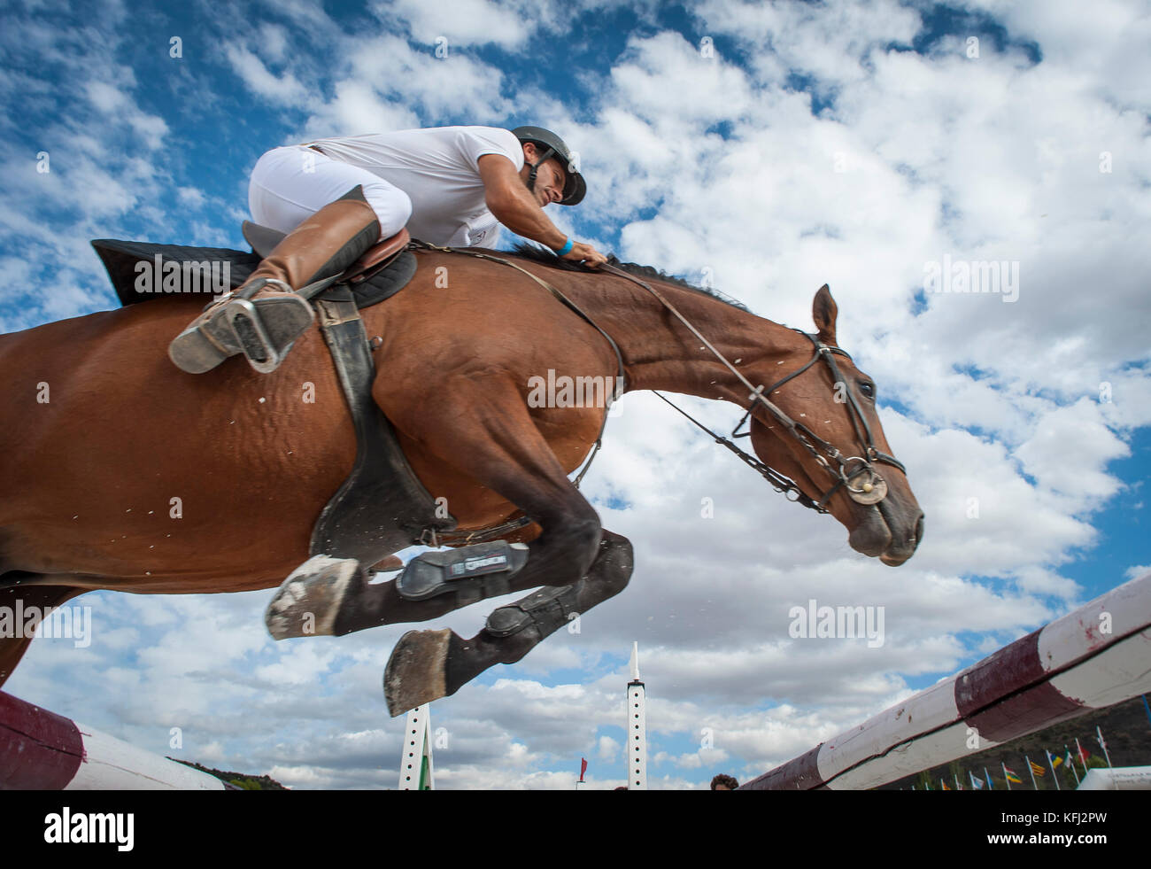 horse jumping competition Stock Photo Alamy