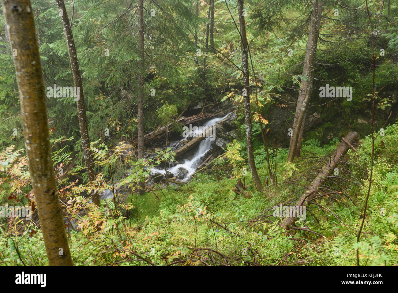 Misty wet morning in the woods. forest with tree trunks and tourist trails in the rain Stock