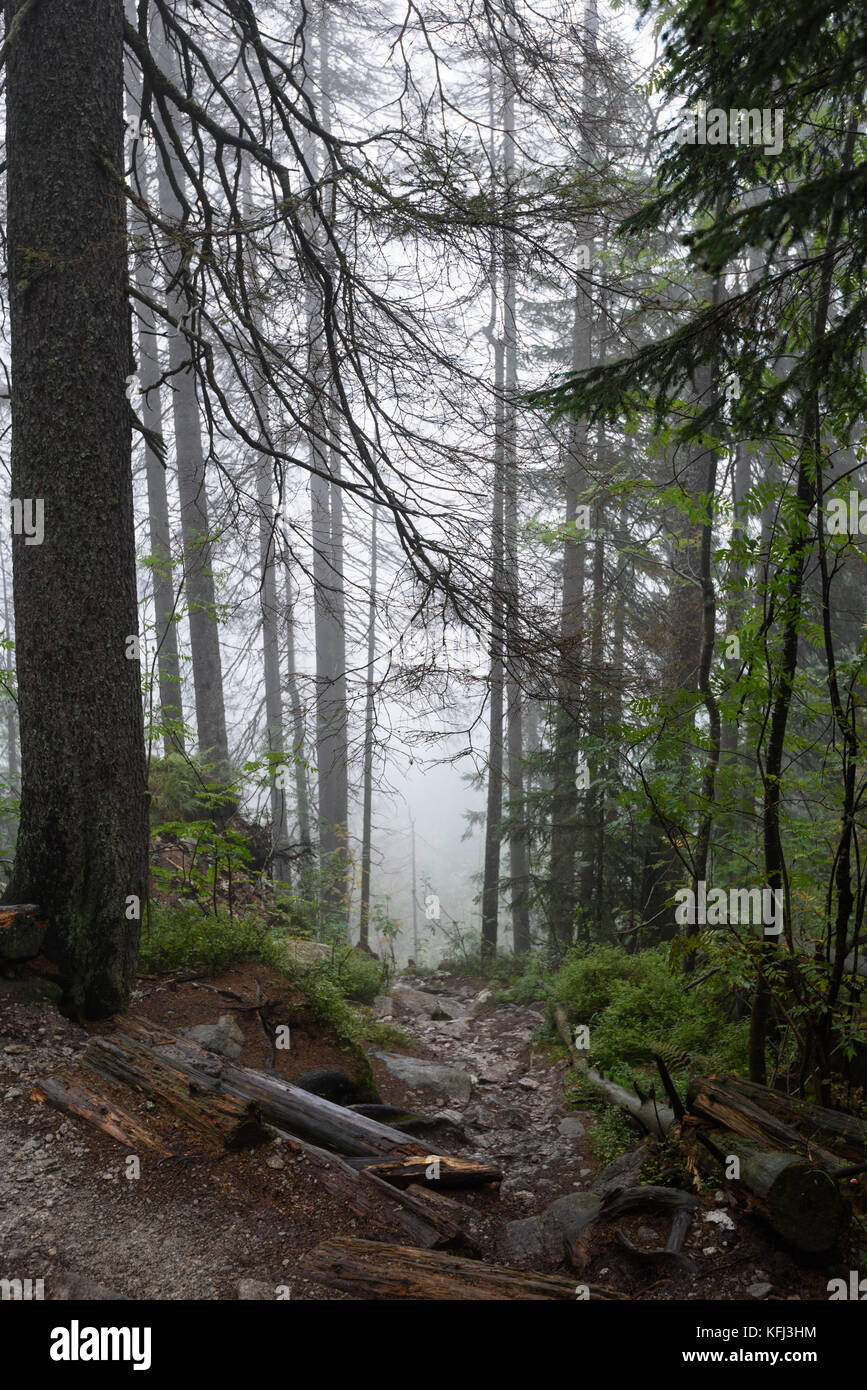 Misty wet morning in the woods. forest with tree trunks and tourist