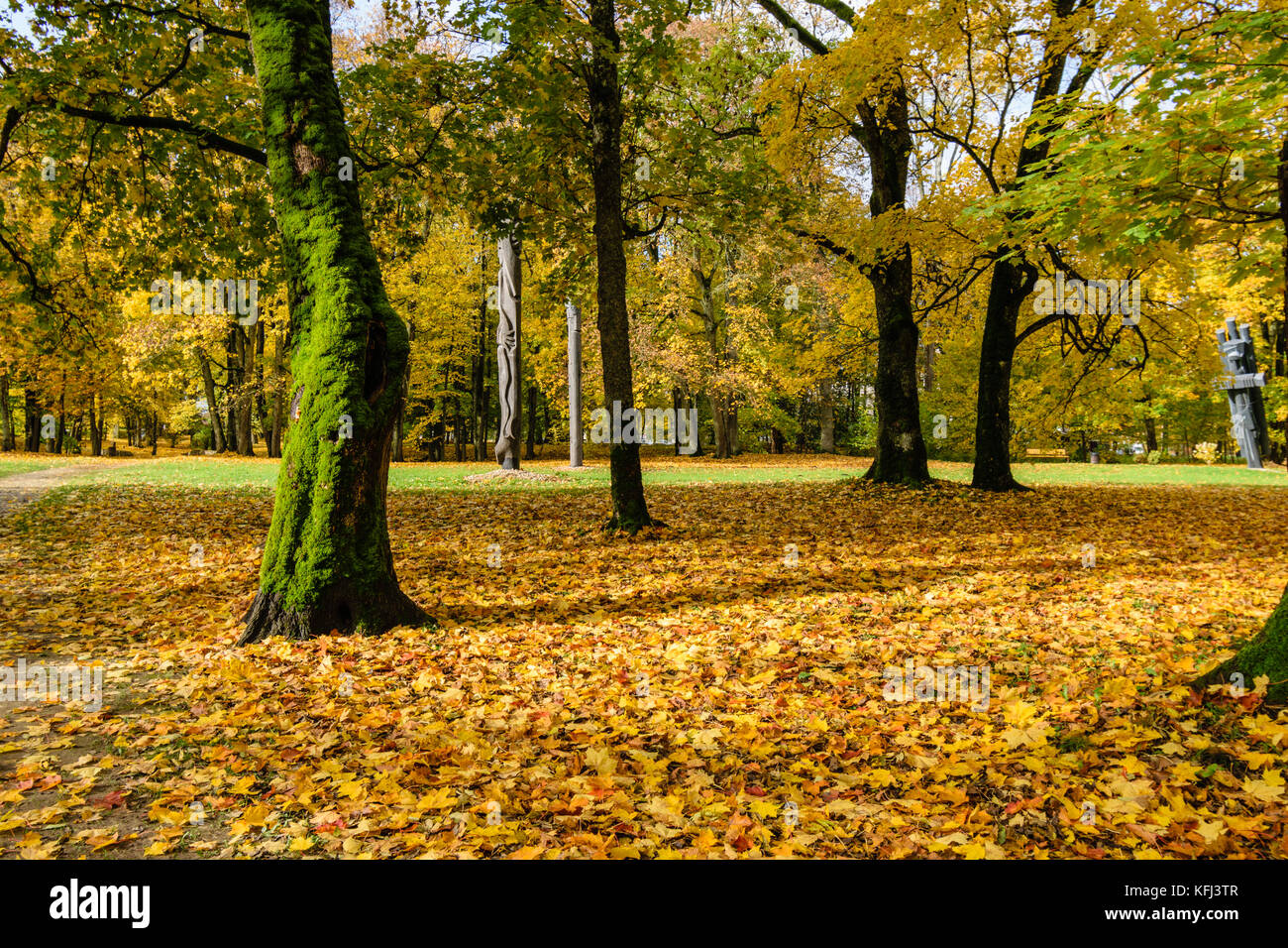 sunny autumn morning in the woods. forest with tree trunks, sun and ...