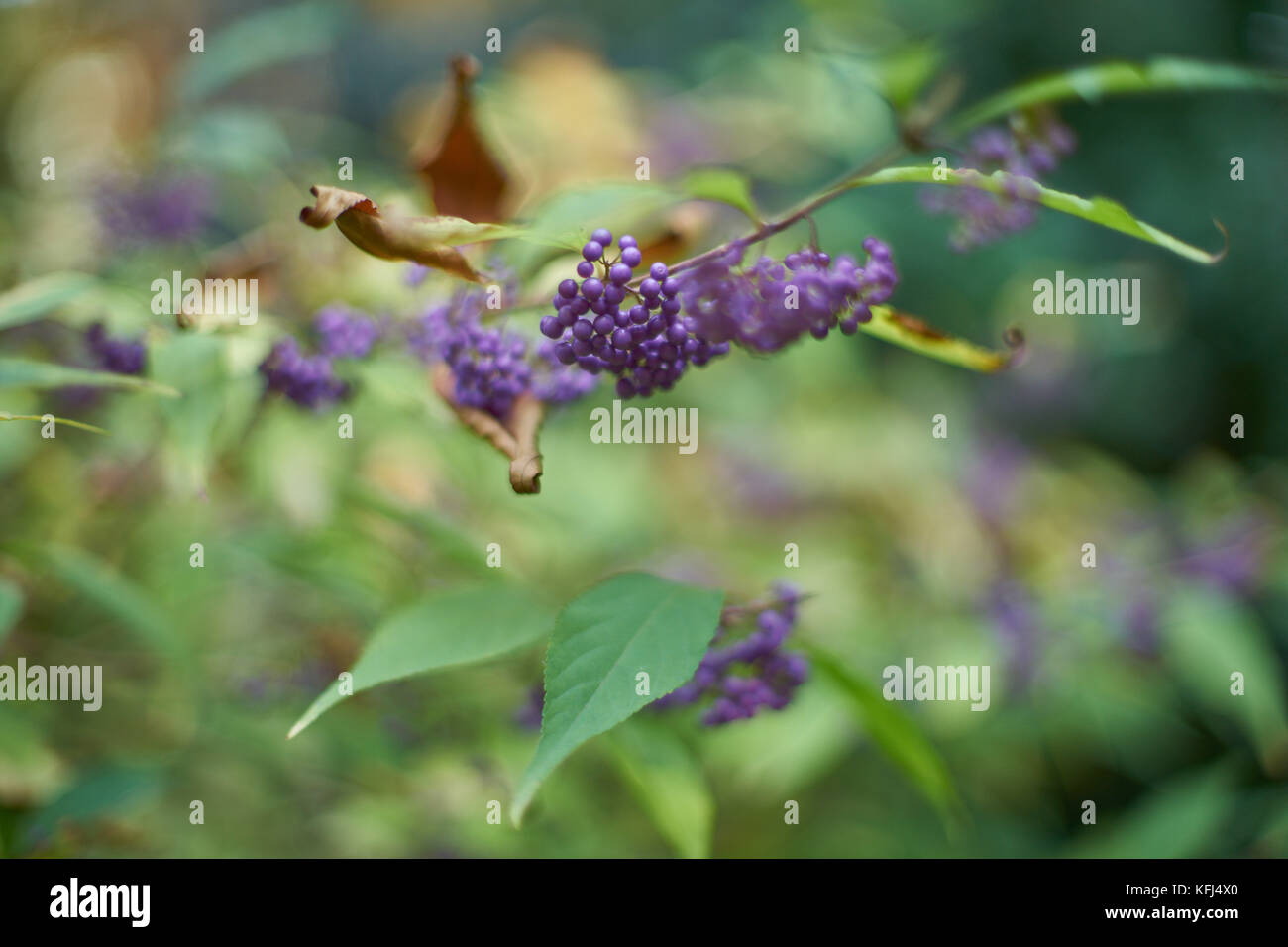 Purple Beautyberry fruits Early Amethyst Callicarpa dichotoma autumn berries on the twig with warm backround made of blurered autumn leaves Stock Photo