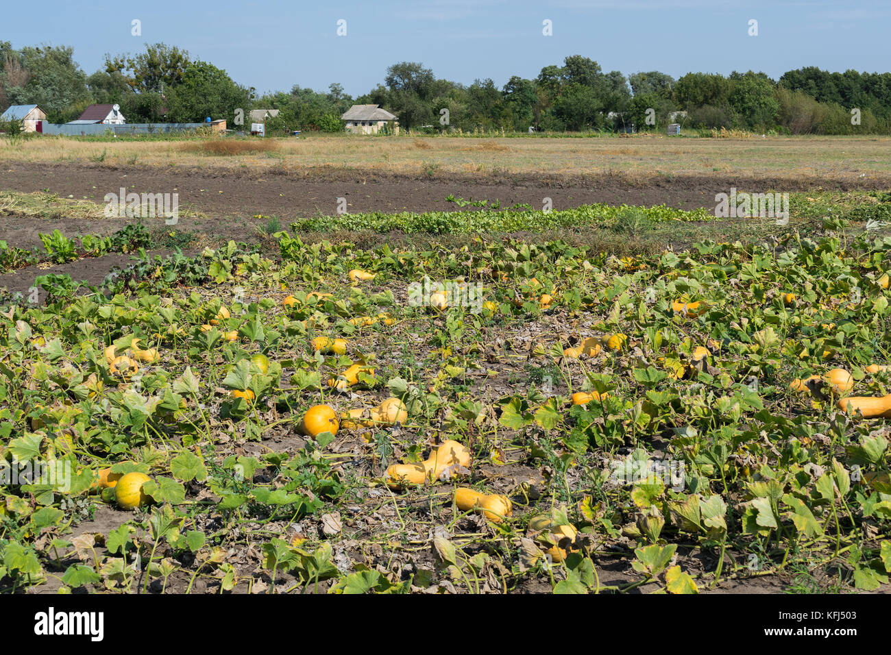 Ripe pumpkins growing on the field in autumn Stock Photo - Alamy