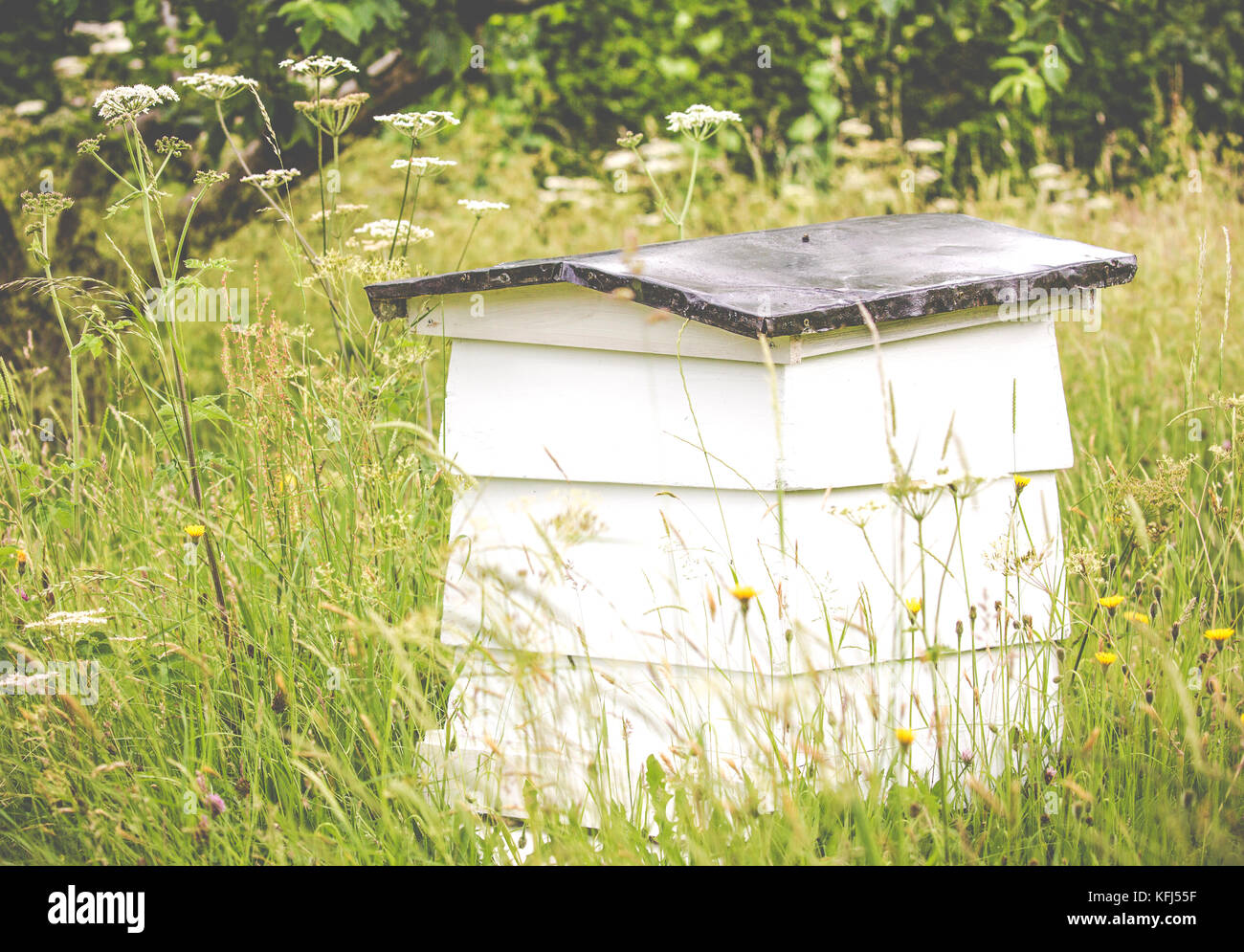 A beehive in the heart of an English meadow at Sulgrave Manor, Northamptonshire.  June 2017 Stock Photo