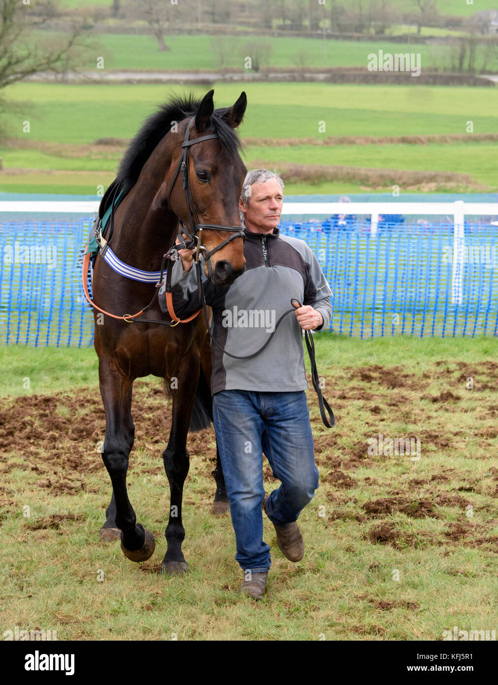 Male handler walking a bay working hunter (horse) around the paddock