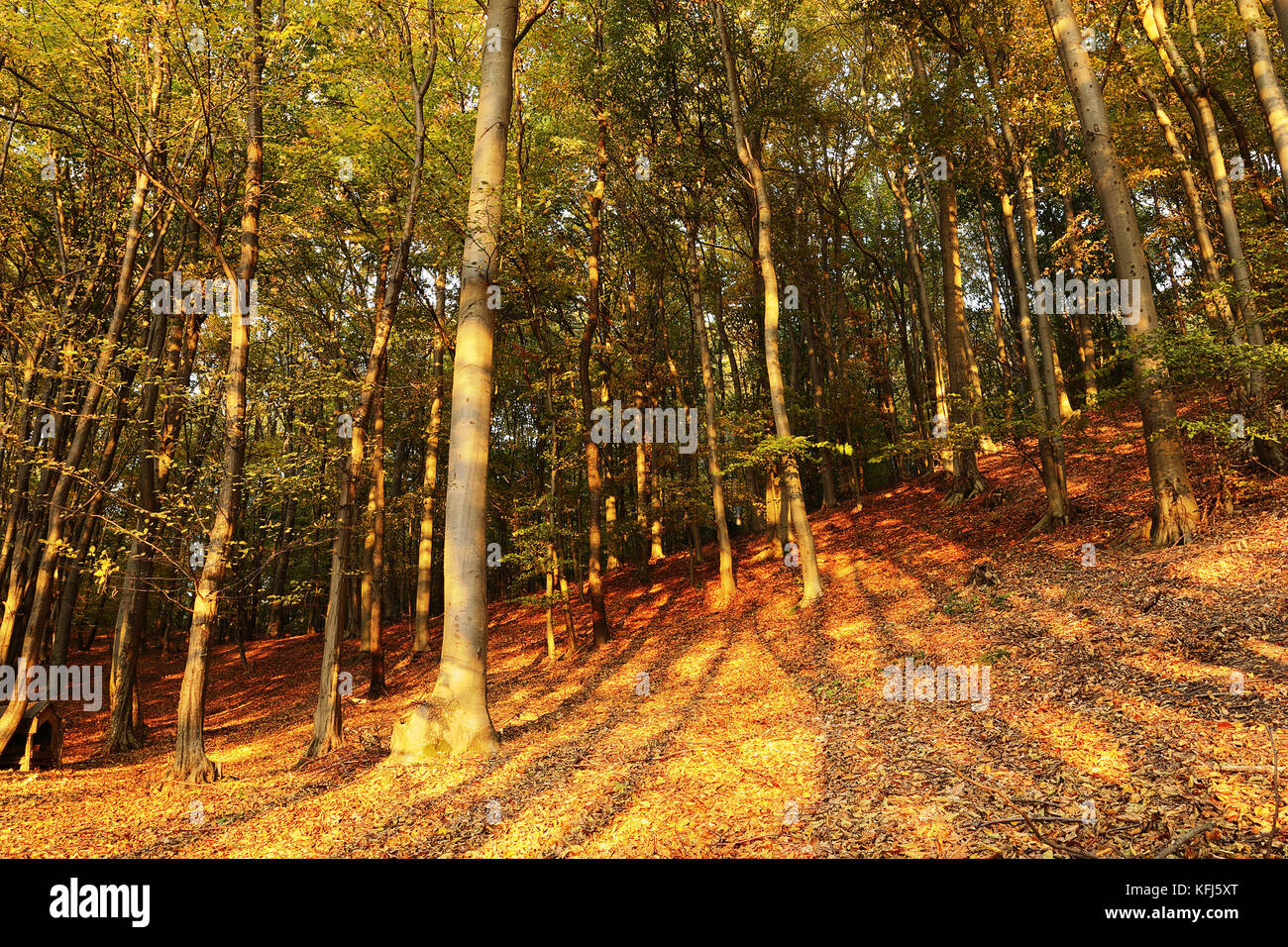 autumn colors in the woods, beautiful orange leaves Stock Photo