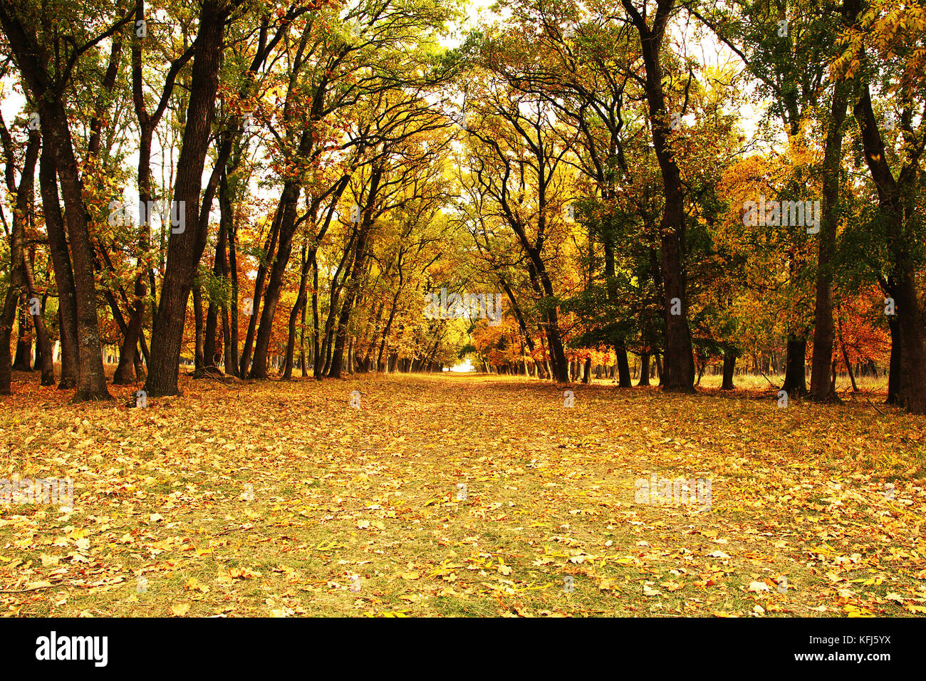 beautiful pedestrian path in orange autumn woods in evening light Stock Photo