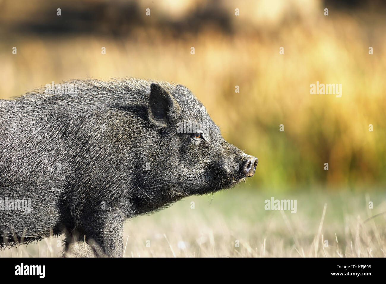 closeup of vietnamese black pig over green out of focus background Stock Photo