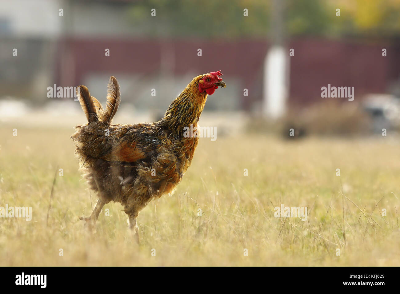 Funny plumage hen hi-res stock photography and images - Alamy Funny plumage hen hi-res stock photography and images - Alamy