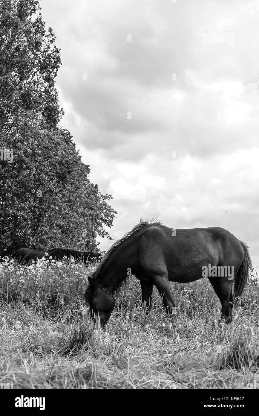Horse grazing in field day black and white poster Stock Photo - Alamy