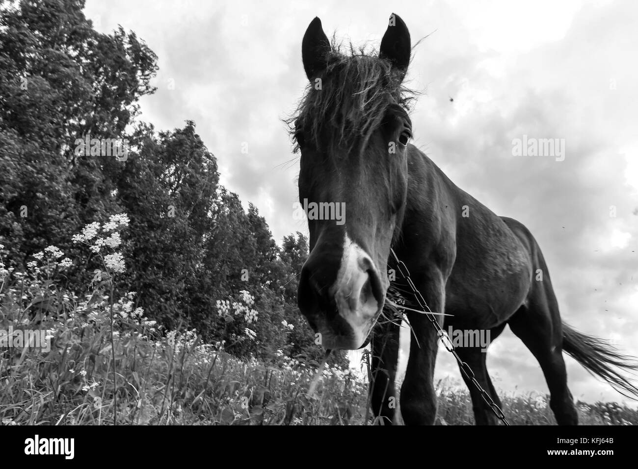 Horse grazing in field day black and white poster Stock Photo - Alamy
