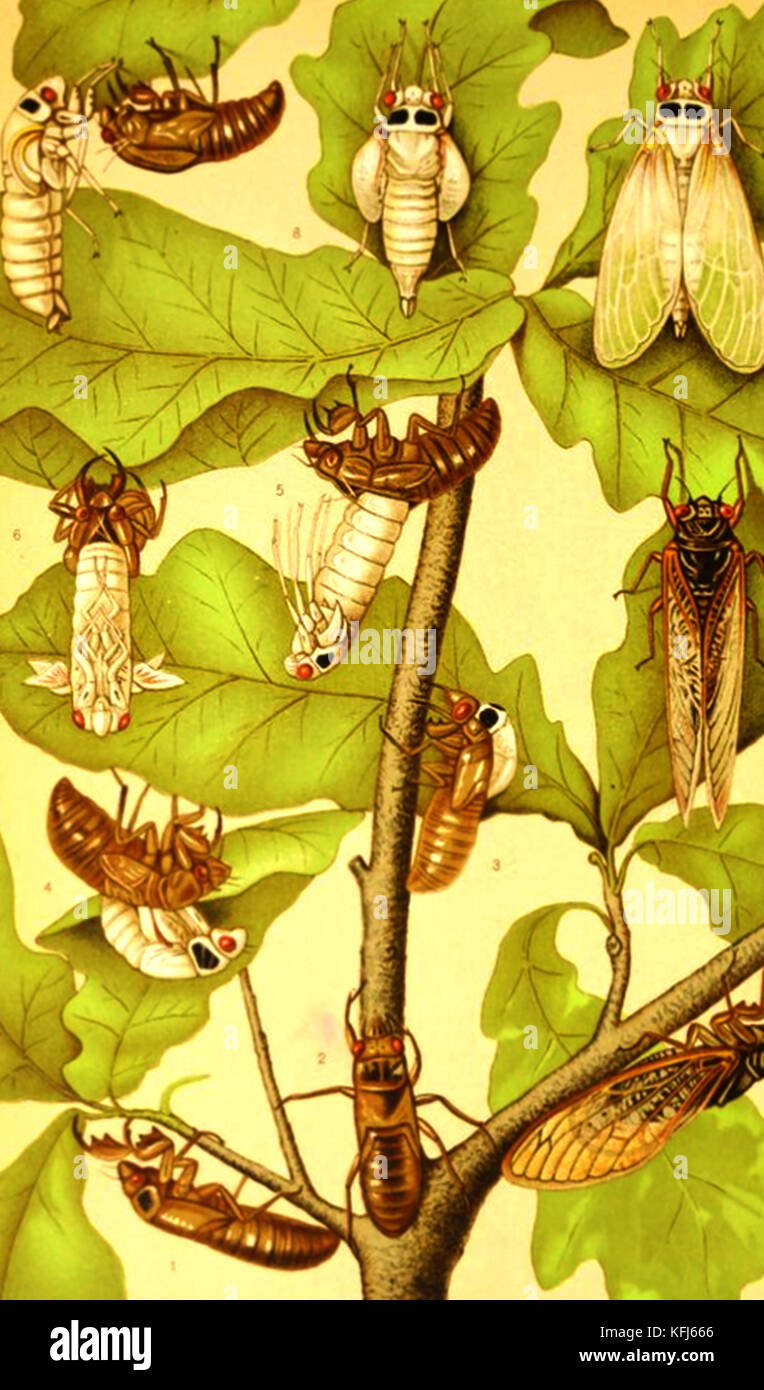 HISTORY OF TOBACCO - Cigars are said to take their name from the Spanish 'Cigarra' (cicada in English) Stock Photo
