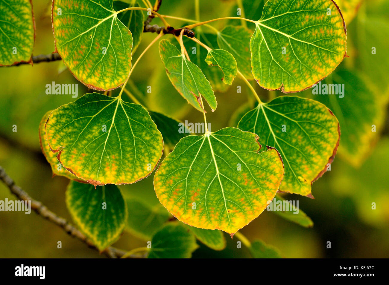 A horizontal close up image of Aspen tree leaves turning the bright