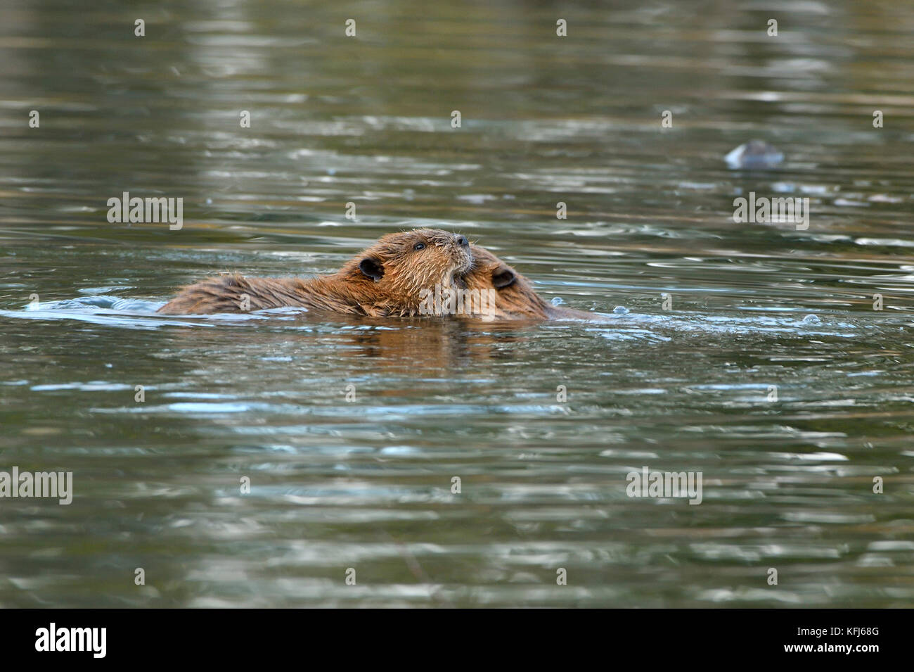 Two baby beavers 'Castor canadenis'; playing in the water of thier beaver  pond near Hinton Alberta Canada Stock Photo - Alamy