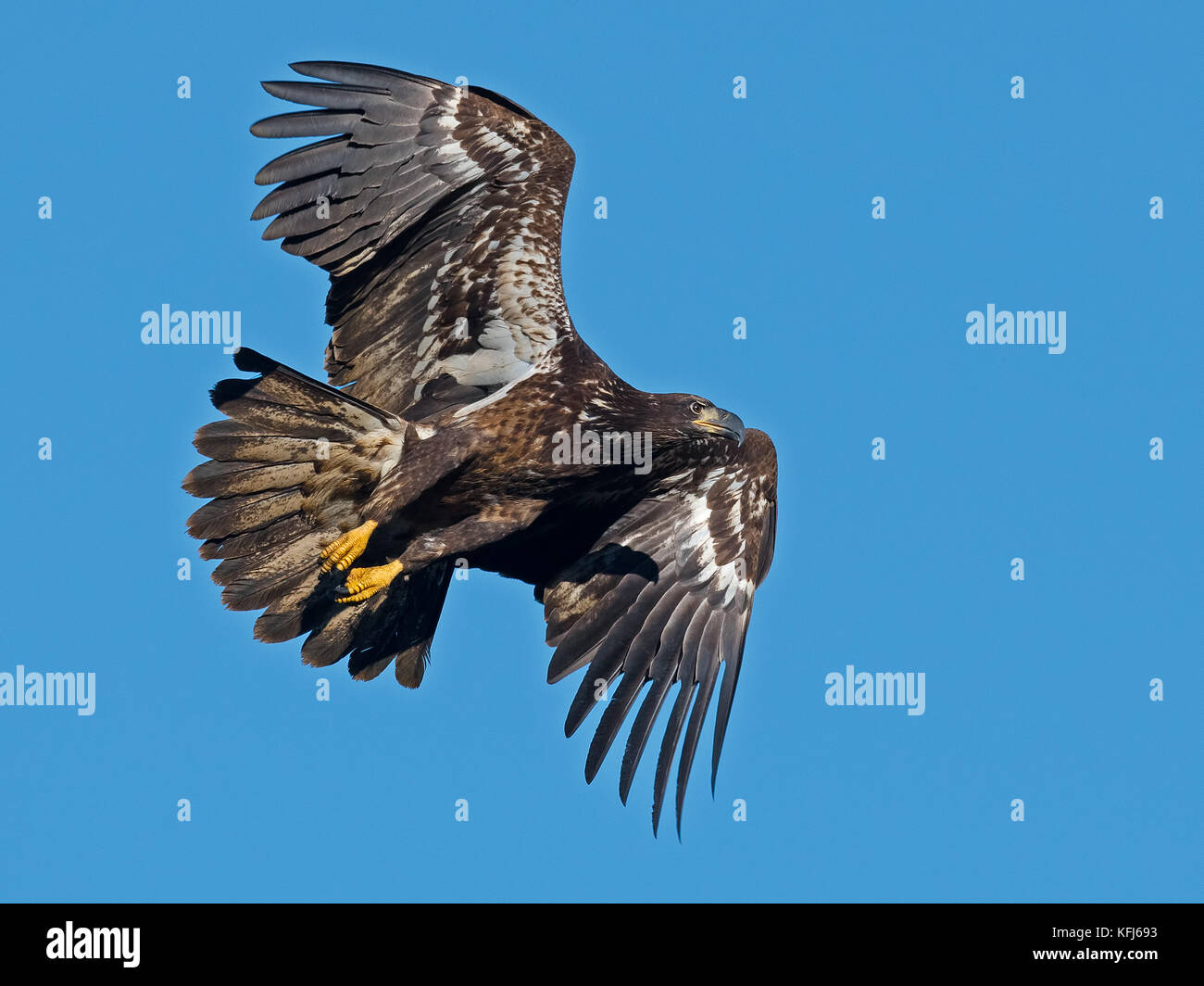 Juvenile Bald Eagle in Flight Stock Photo - Alamy