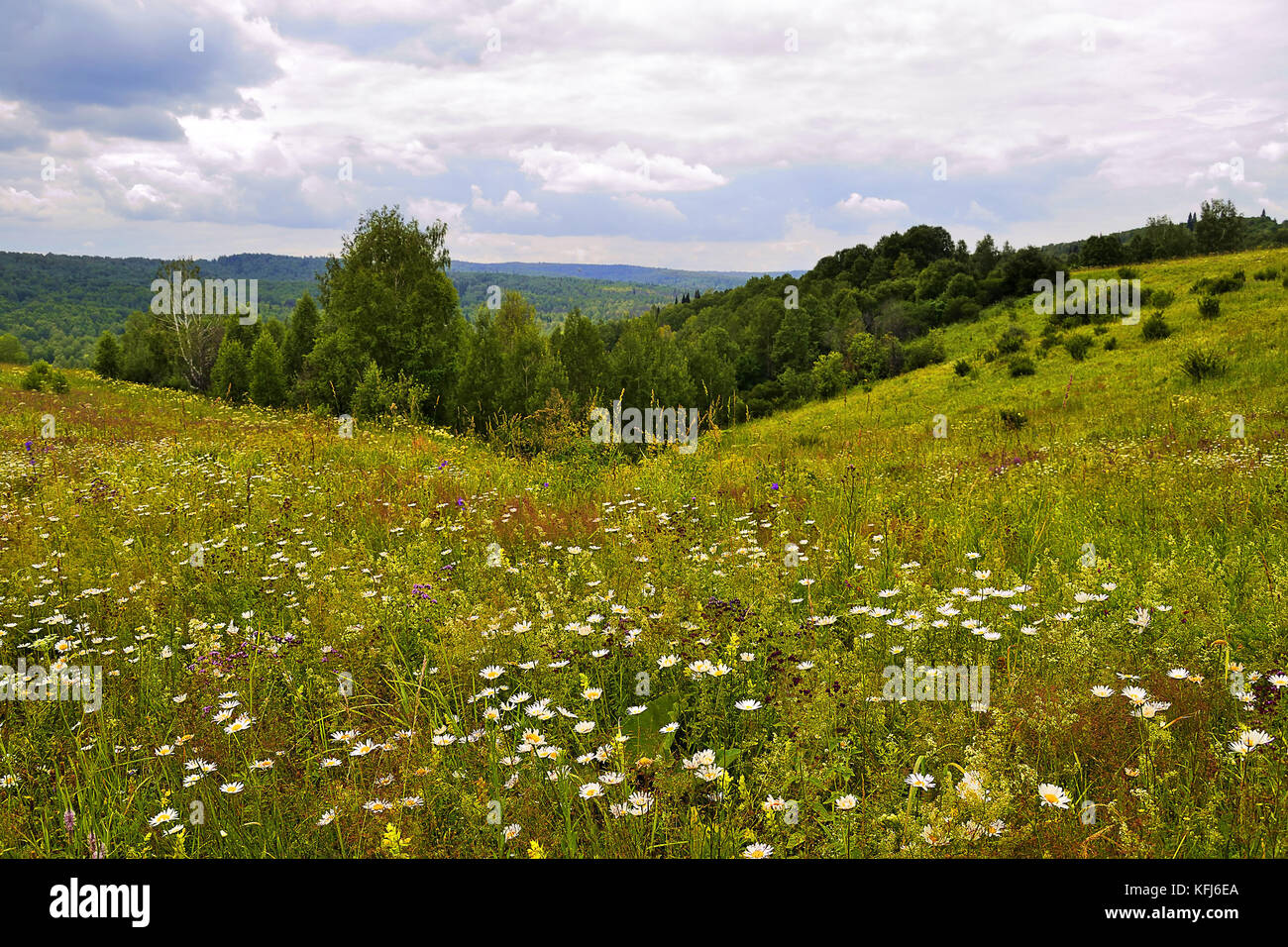 Summer landscape of flowering meadows with pink, white, blue and yellow flowers, medicinal and melliferous plants on a background of hills Stock Photo