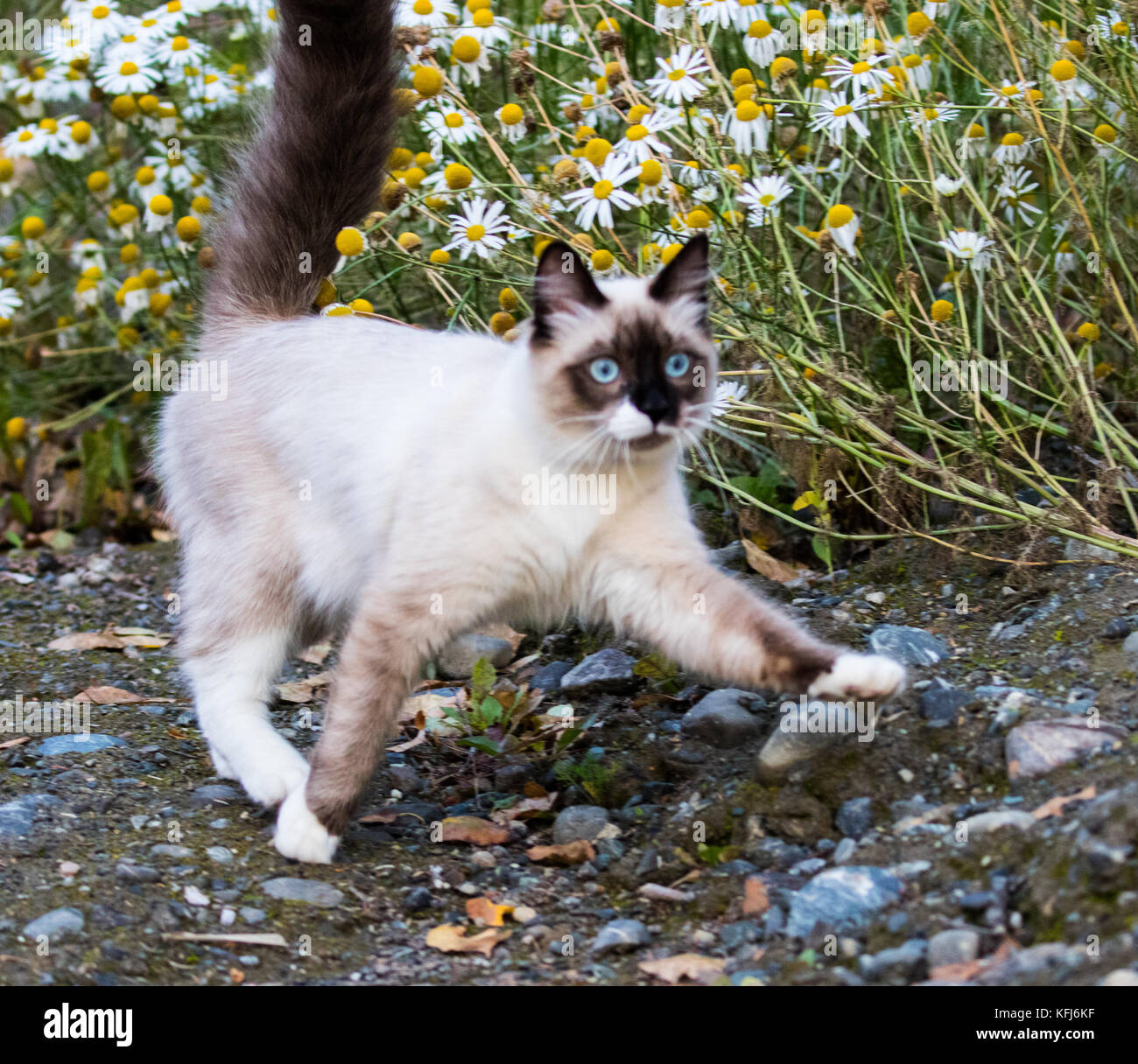 Pretty Kitty playing in daisies Stock Photo Alamy