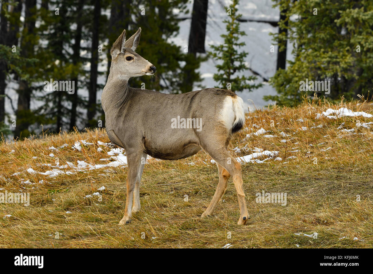 Deer rear 2024