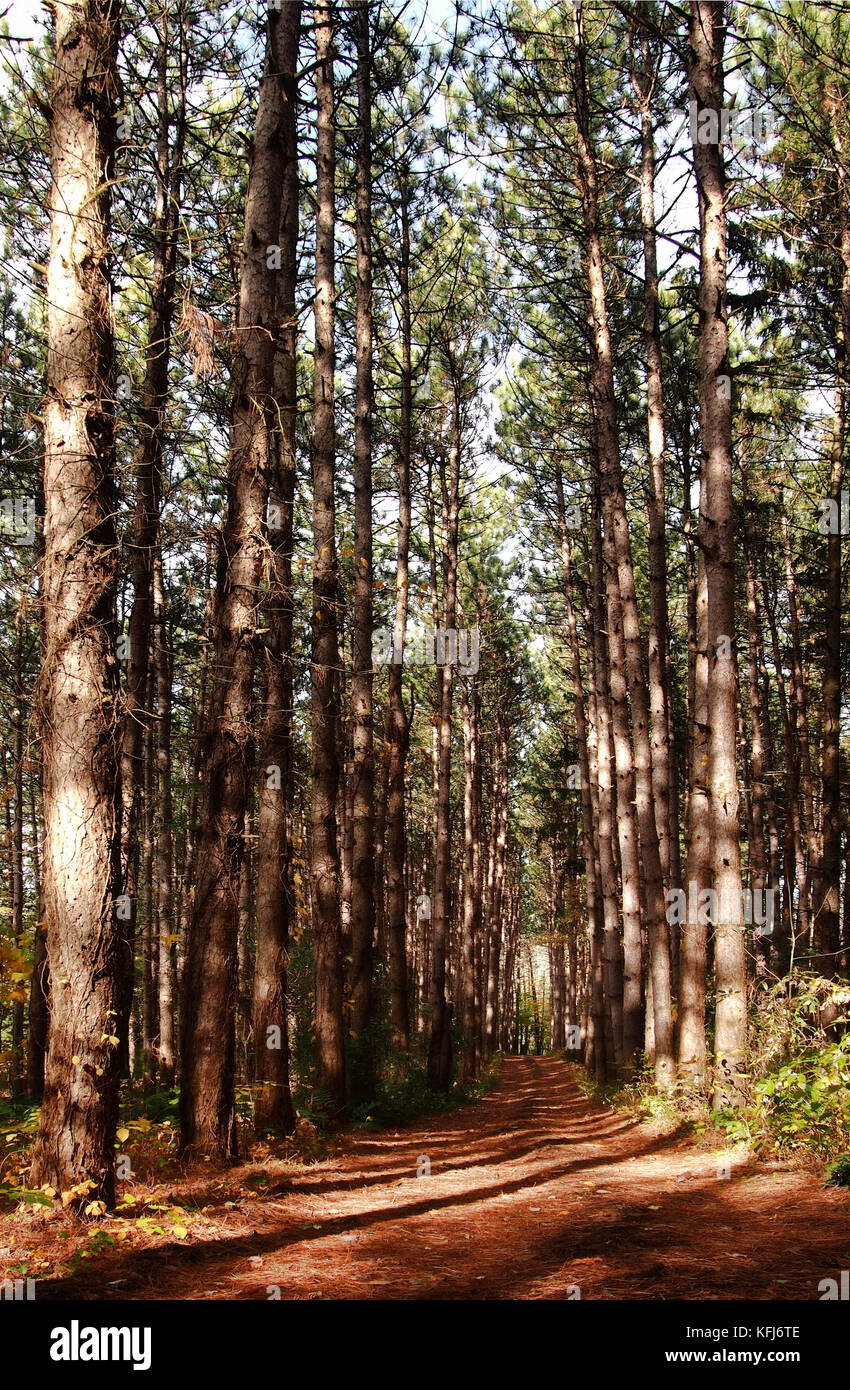 pine tree forest Stock Photo - Alamy