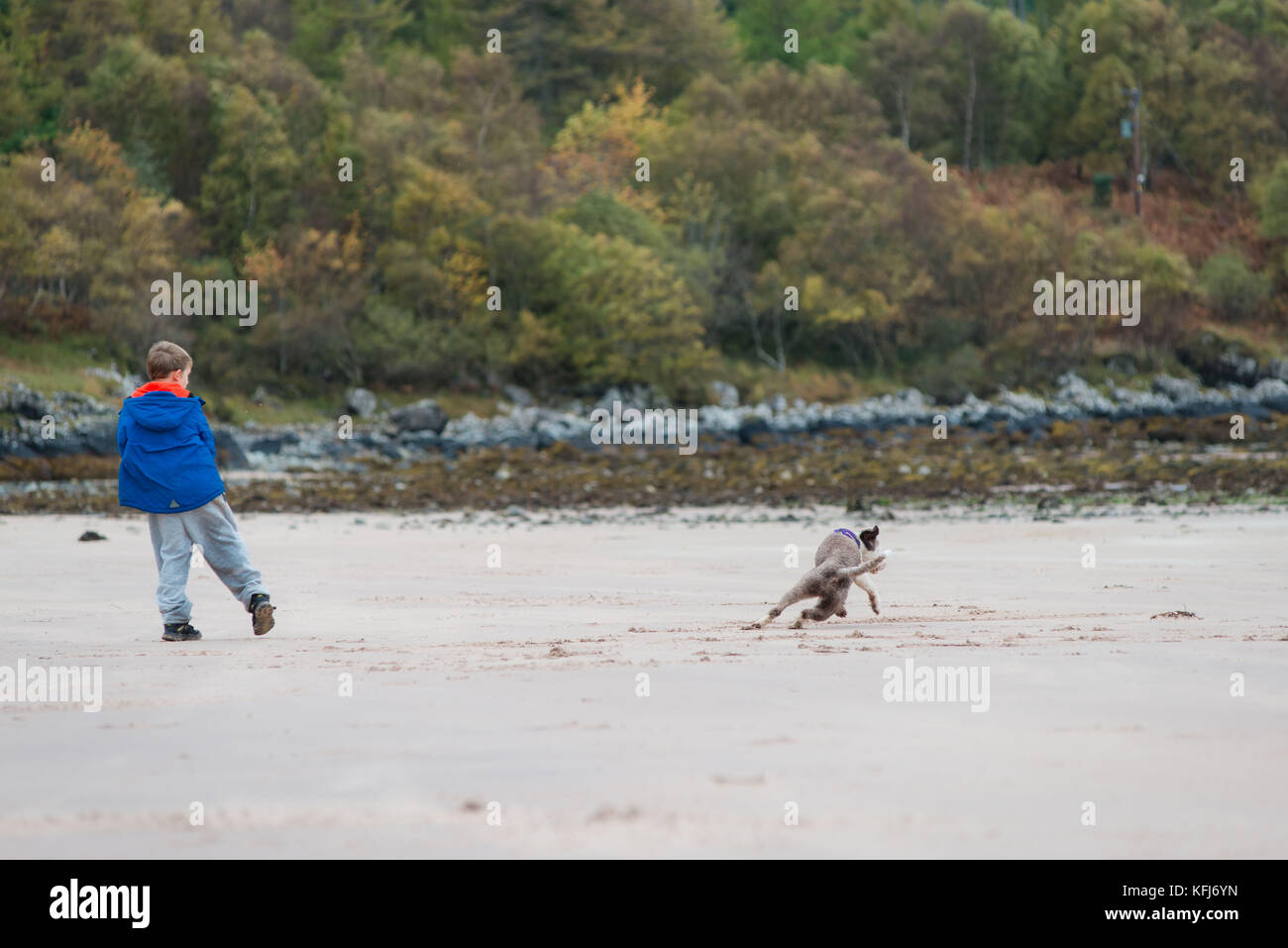 Spanish water dog playing with child on beach Stock Photo