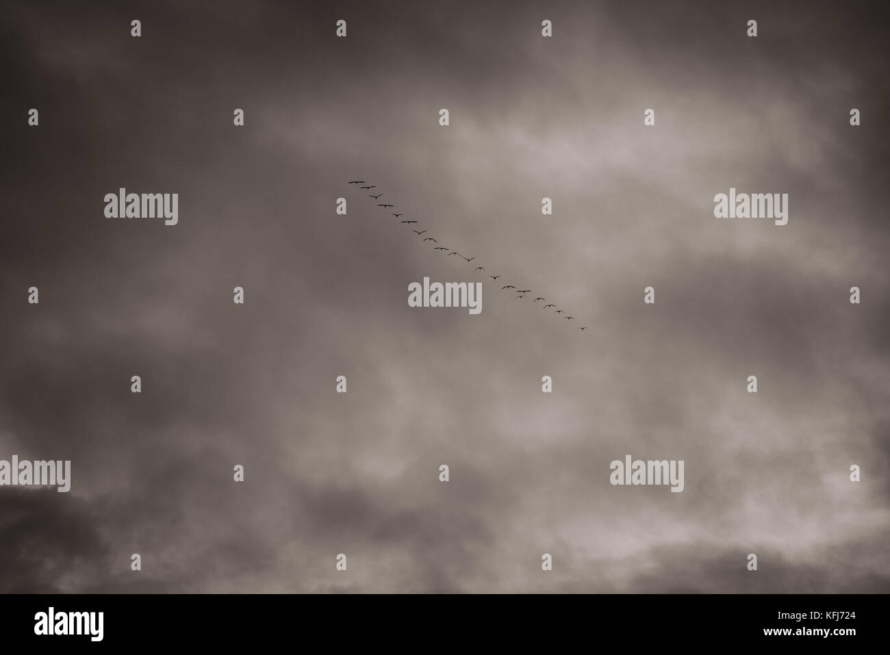 geese flying in a dark sky Stock Photo