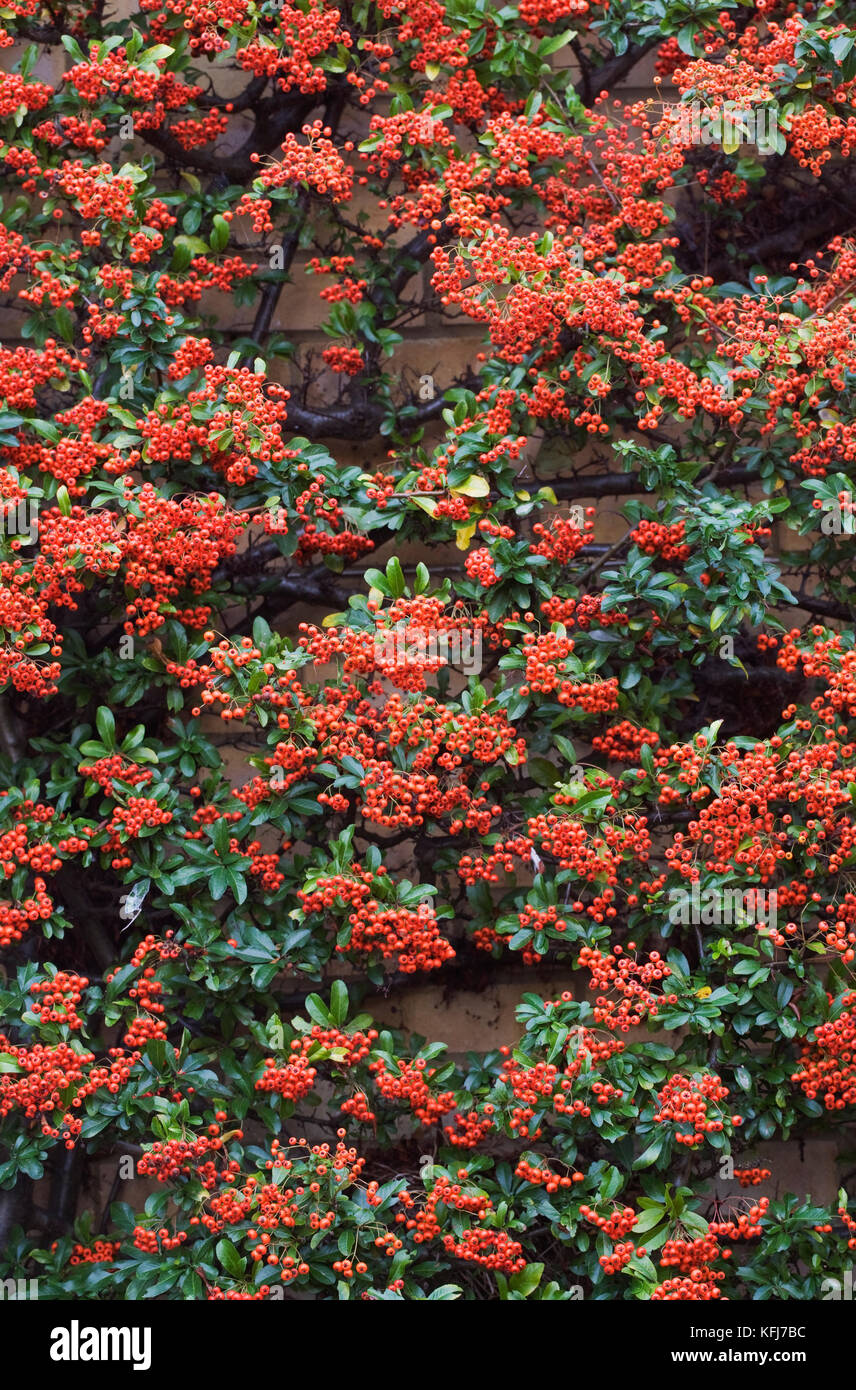 Pyracantha berries in Autumn. Stock Photo