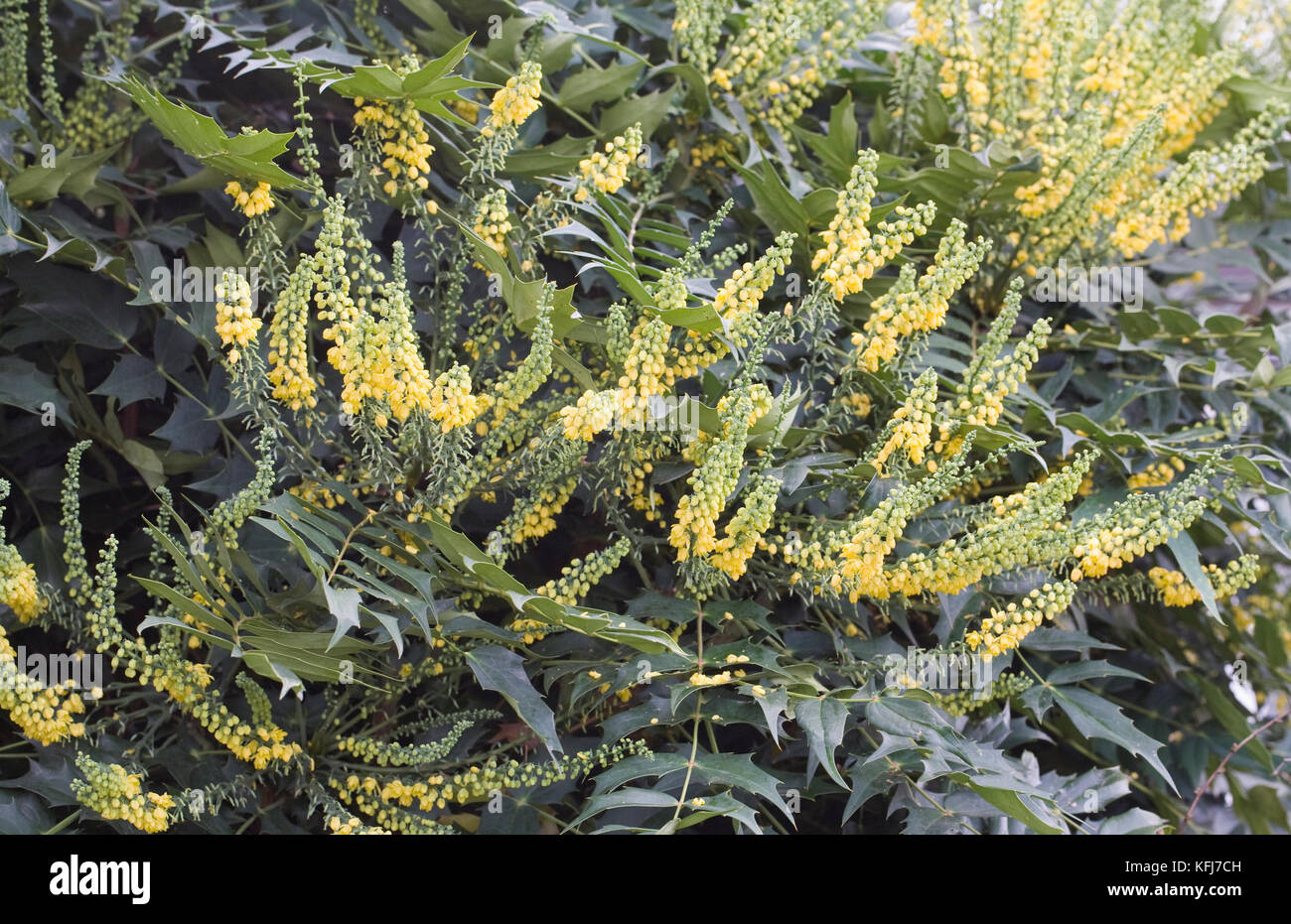 Spiny evergreen shrubs hi-res stock photography and images ...