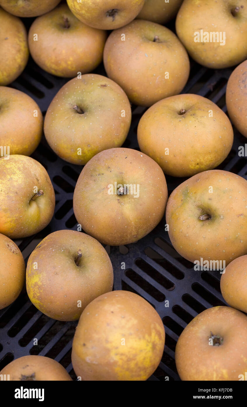 Malus domestica 'Golden Knob'. Harvested apples. Stock Photo