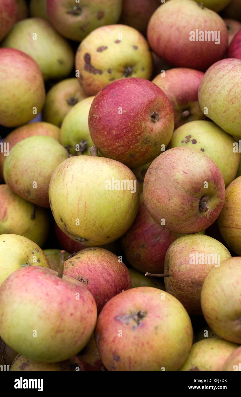 Malus domestica 'Laxton's Superb'. Harvested apples. Stock Photo